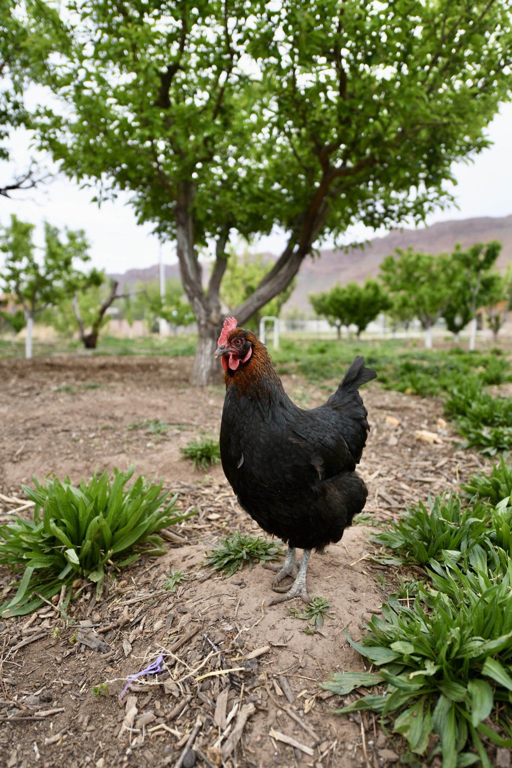 A handsome black and brown chicken stands in front of a number of trees.