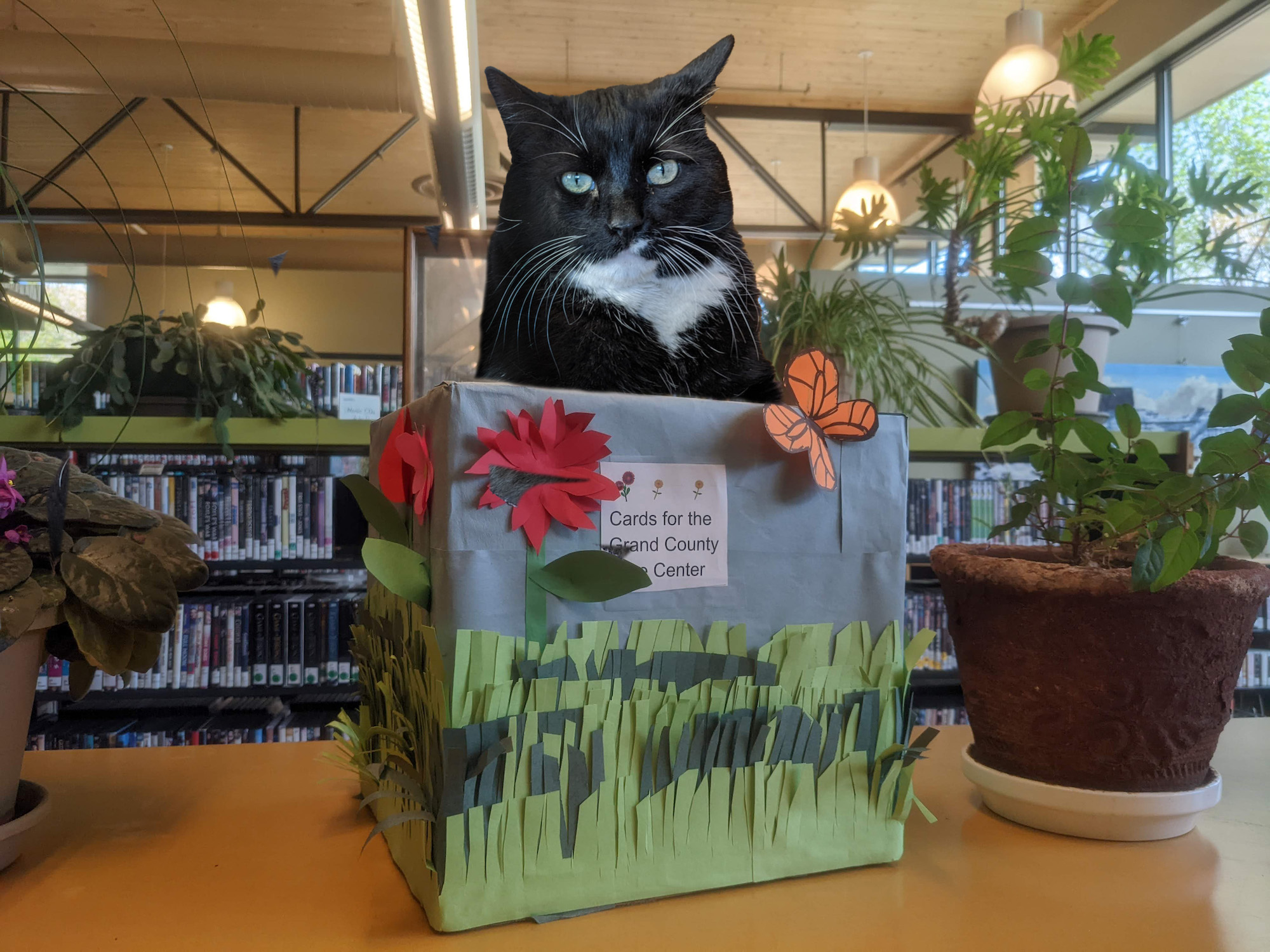 Cosmo poses with the Cards of Kindness collection box.