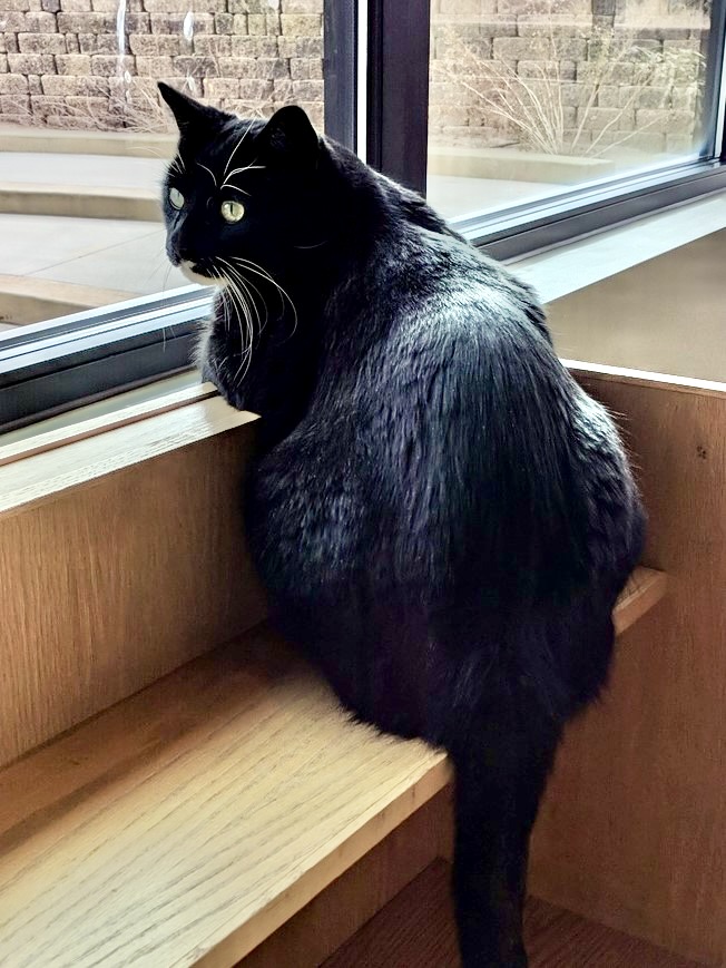 Cosmo the Library Cat, a handsome tuxedo cat with green eyes, perches on a windowsill.