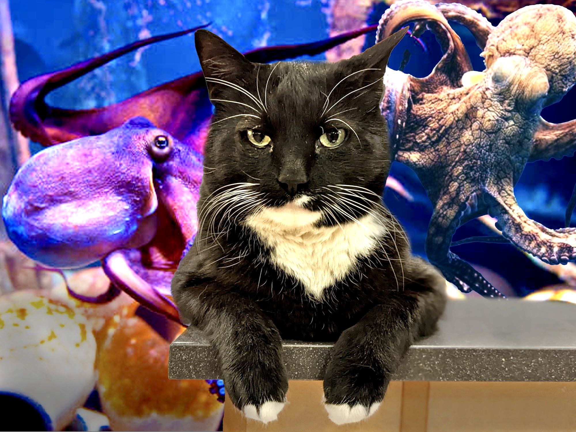 Cosmo the Library Cat is pictured in front of a photoshopped octopus tank: in the tank are two octopi.