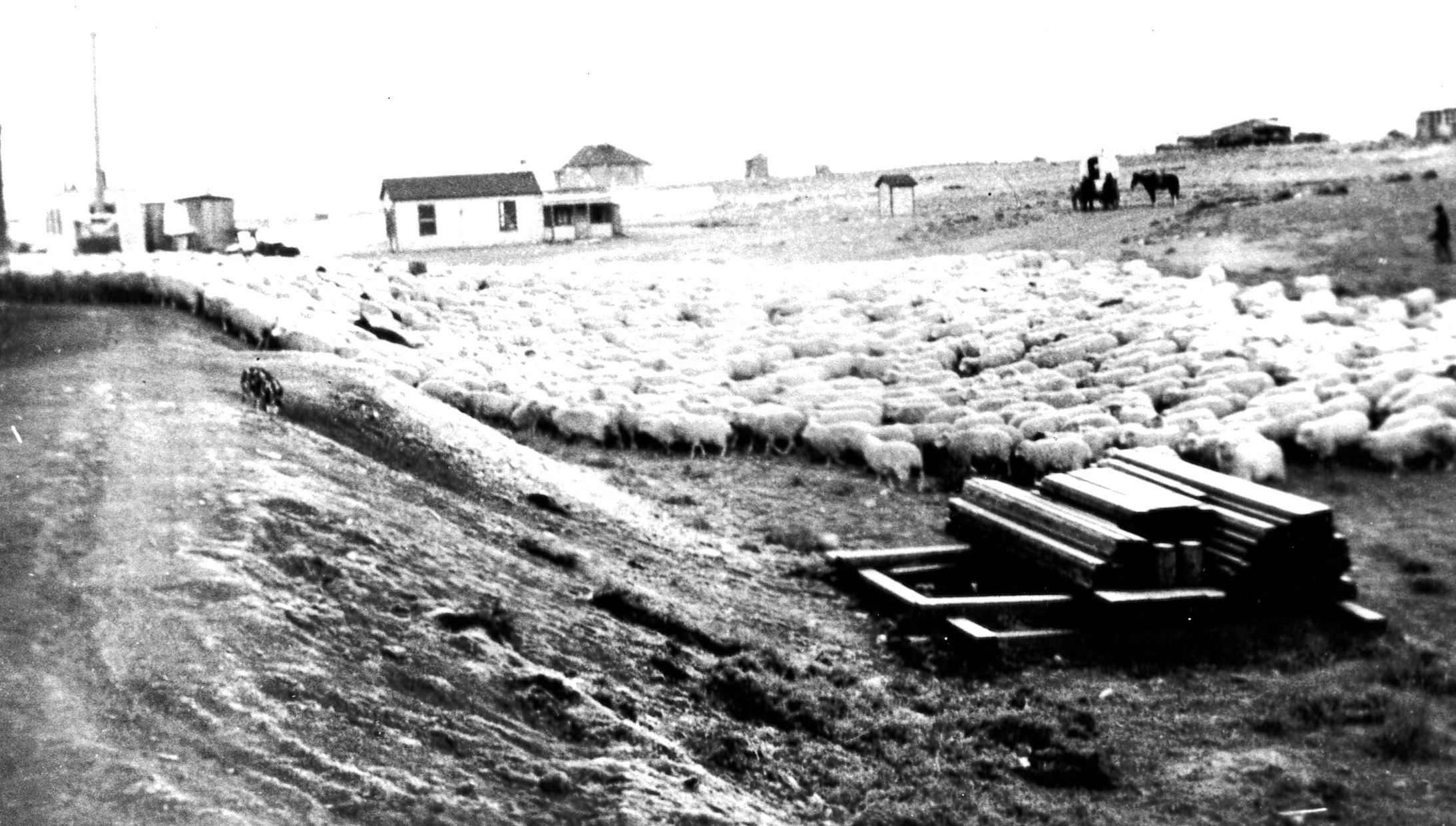 A black and white, semi blurry photo showing a large flock of sheep being herded up a hill.