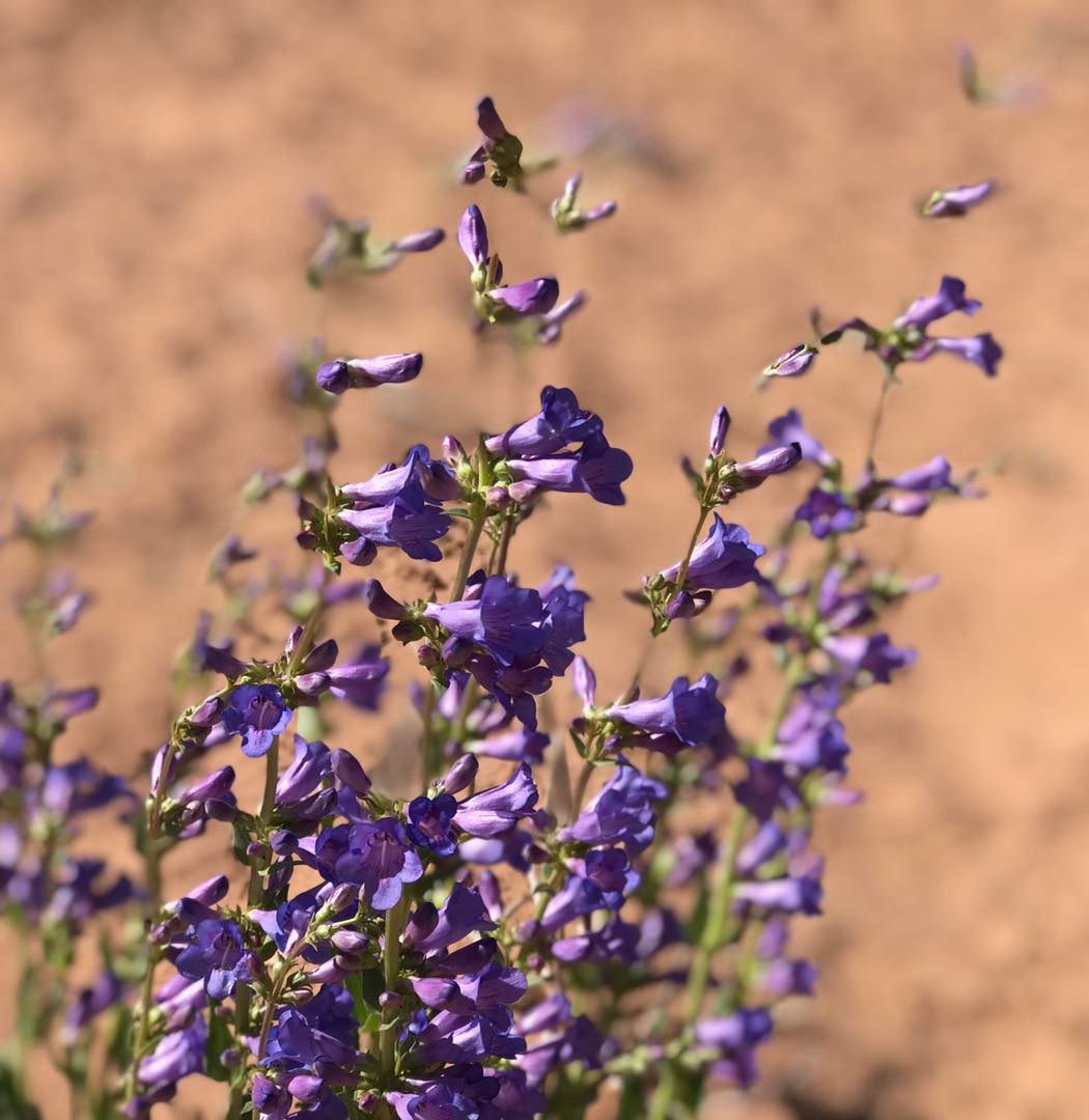 A bee pollinates a group of bright purple flowers in the desert.