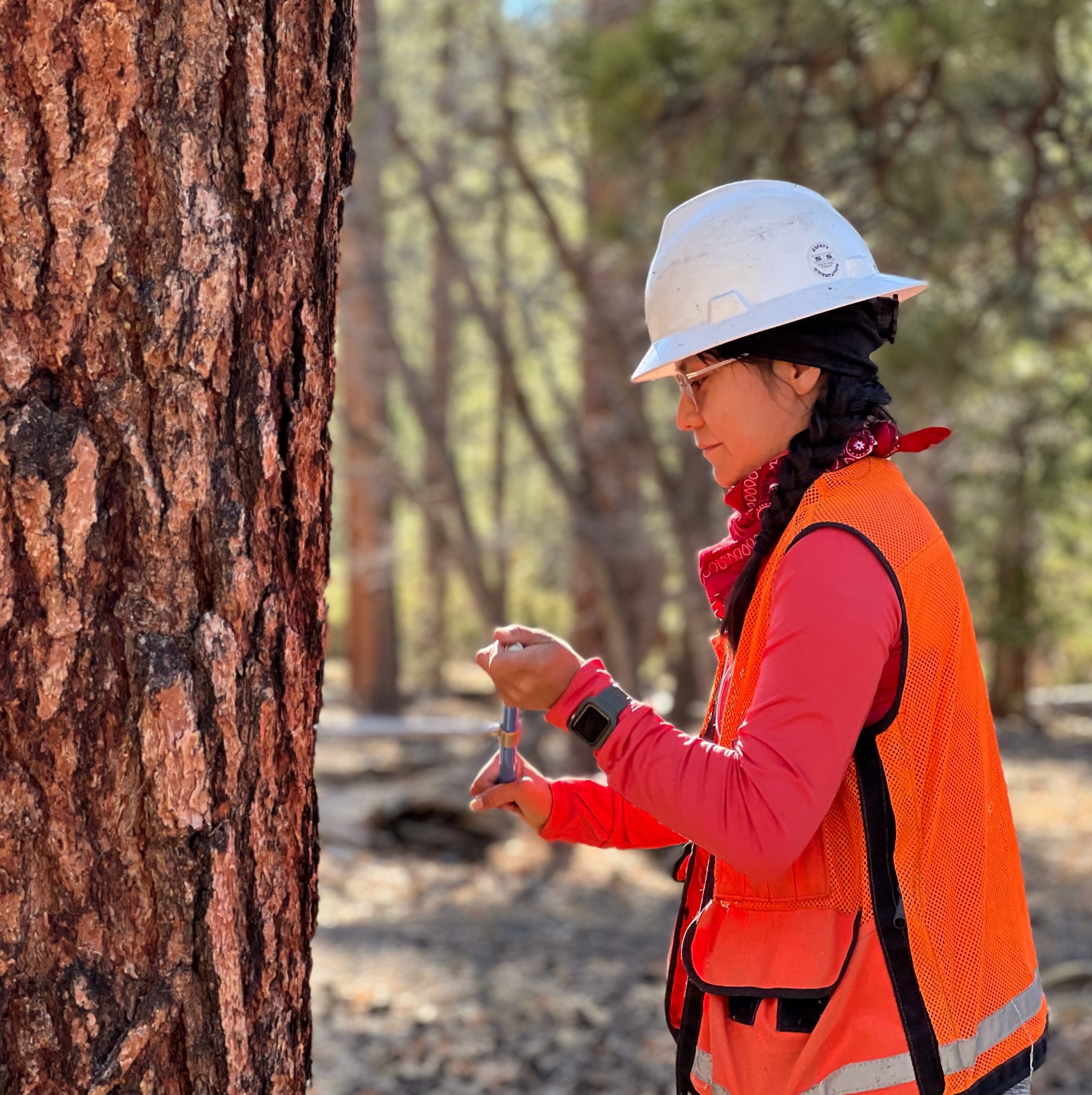 Jaime Yazzy is wearing a hi-vis vest and construction helmet as she approaches a large tree.