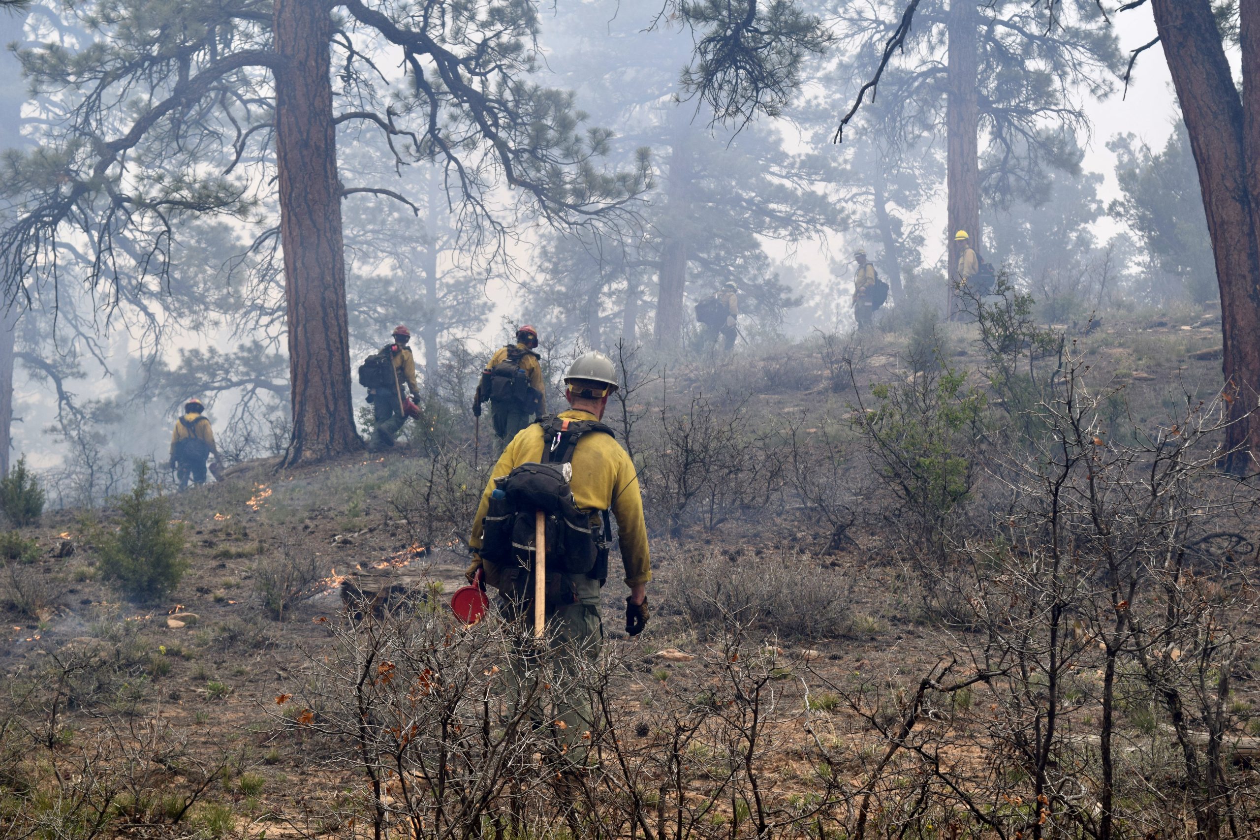 10 firemen walk across the burning landscape, surrounded by old-growth ponderosa pines.