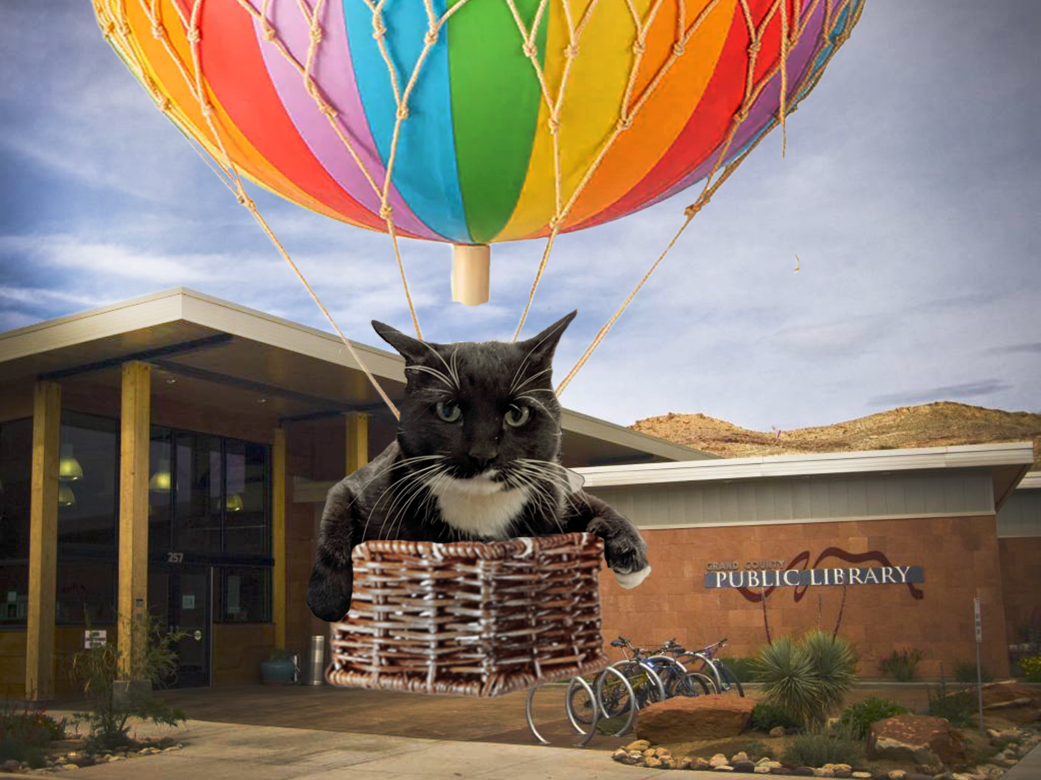 Cosmo the library cat