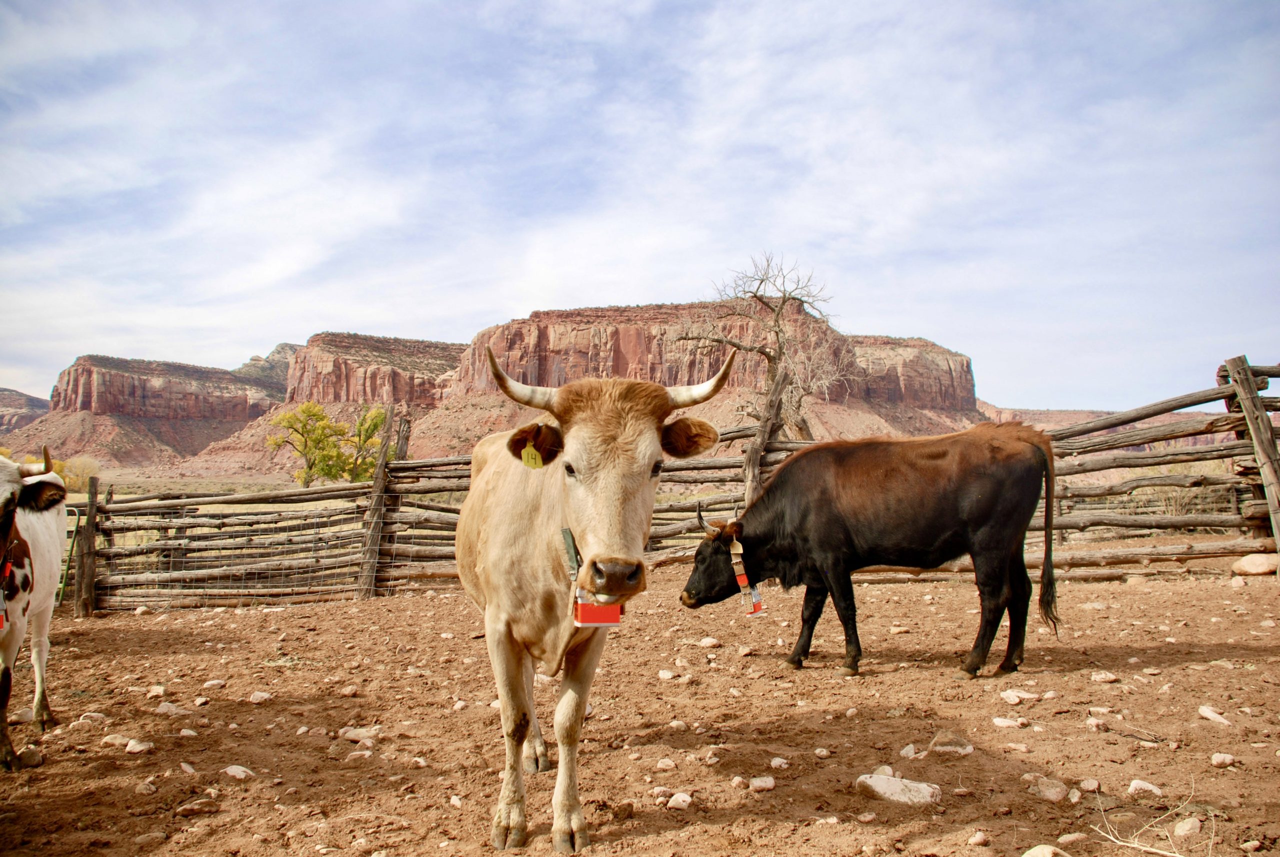 A Criollo pictured after being collared: it's looking straight into the camera, horns framing the red rocks in the background.