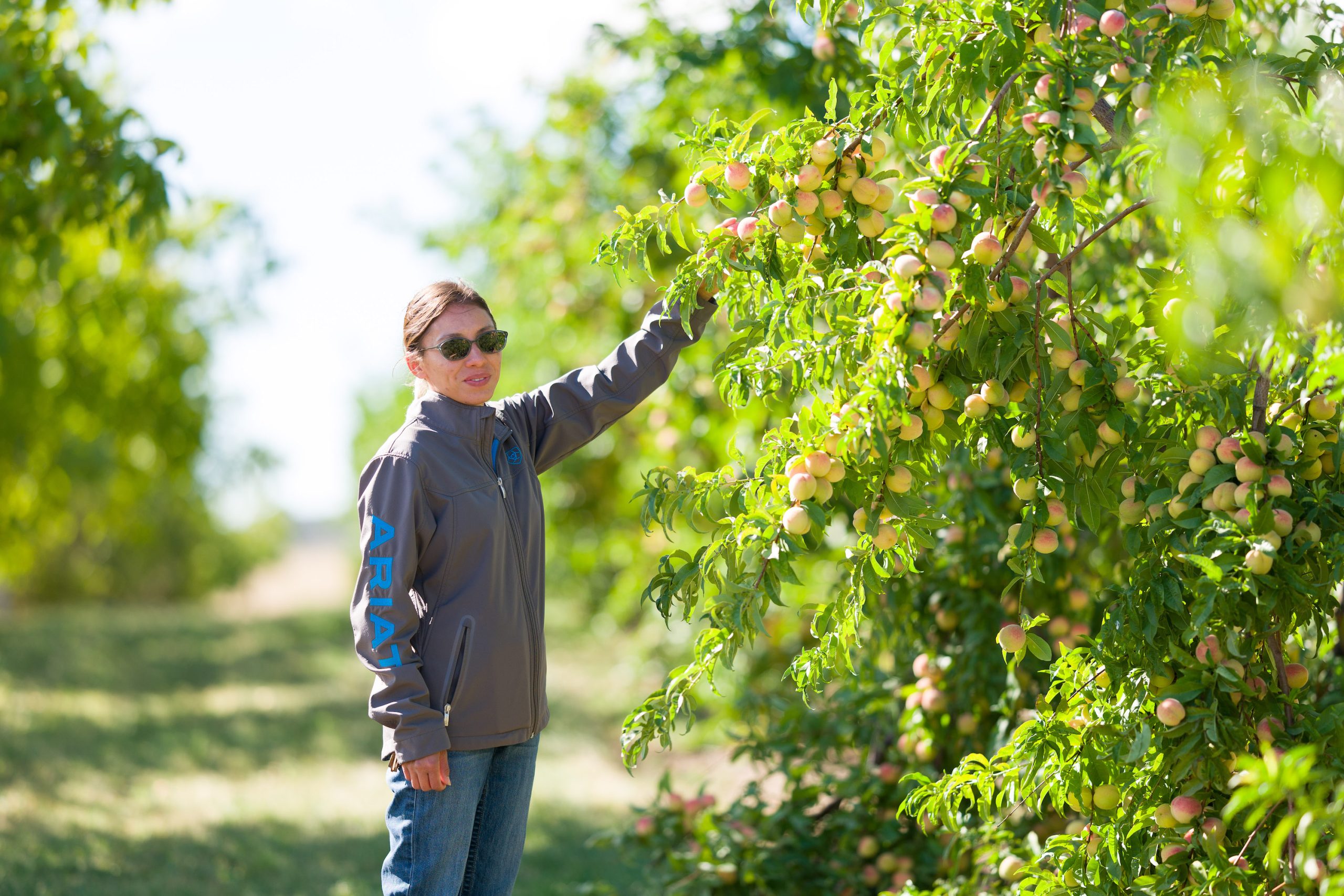 Reagan Wytsalucy picks peaches from a lush peach tree