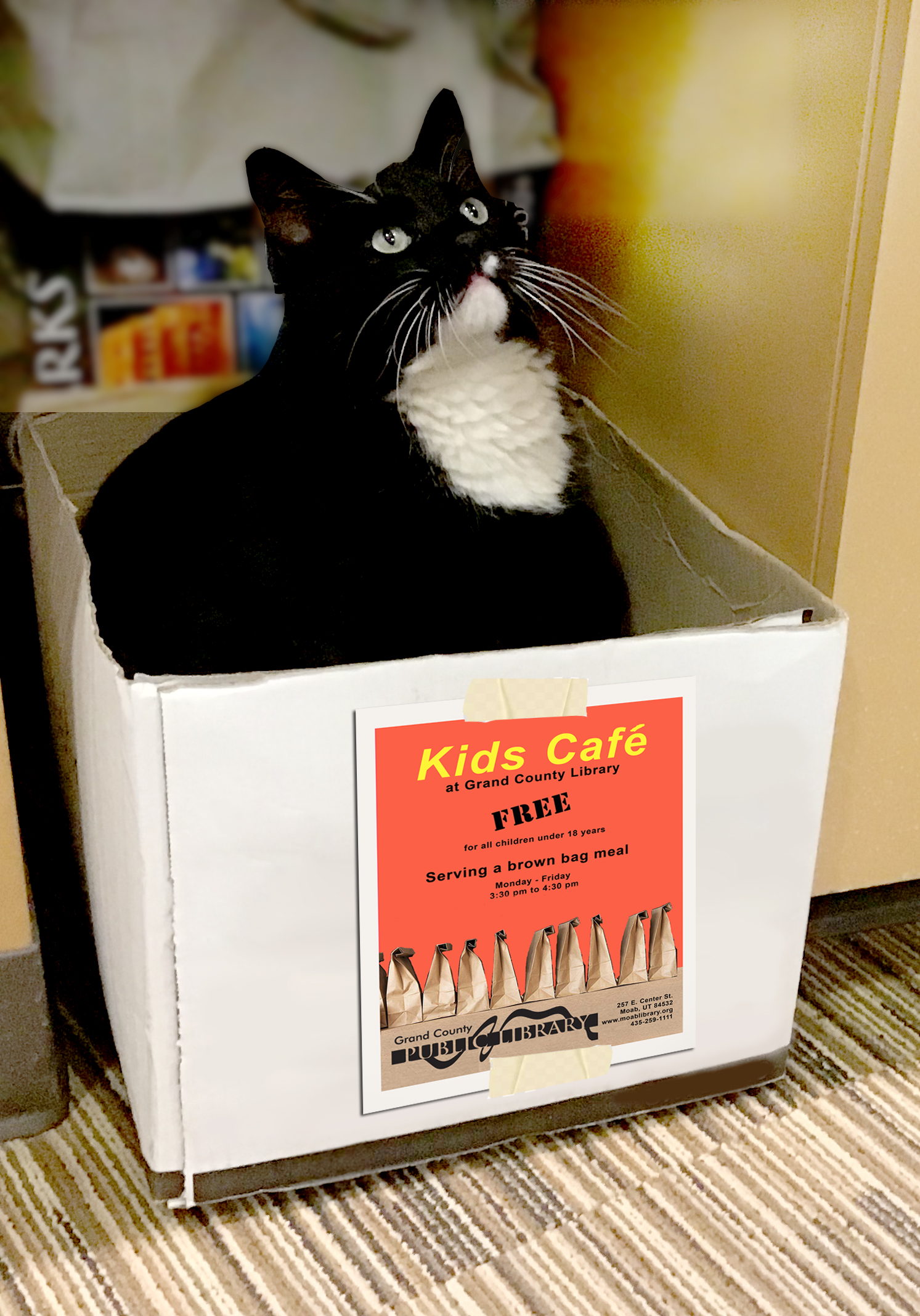 Cosmo the Library Cat sits in a Kids Cafe box