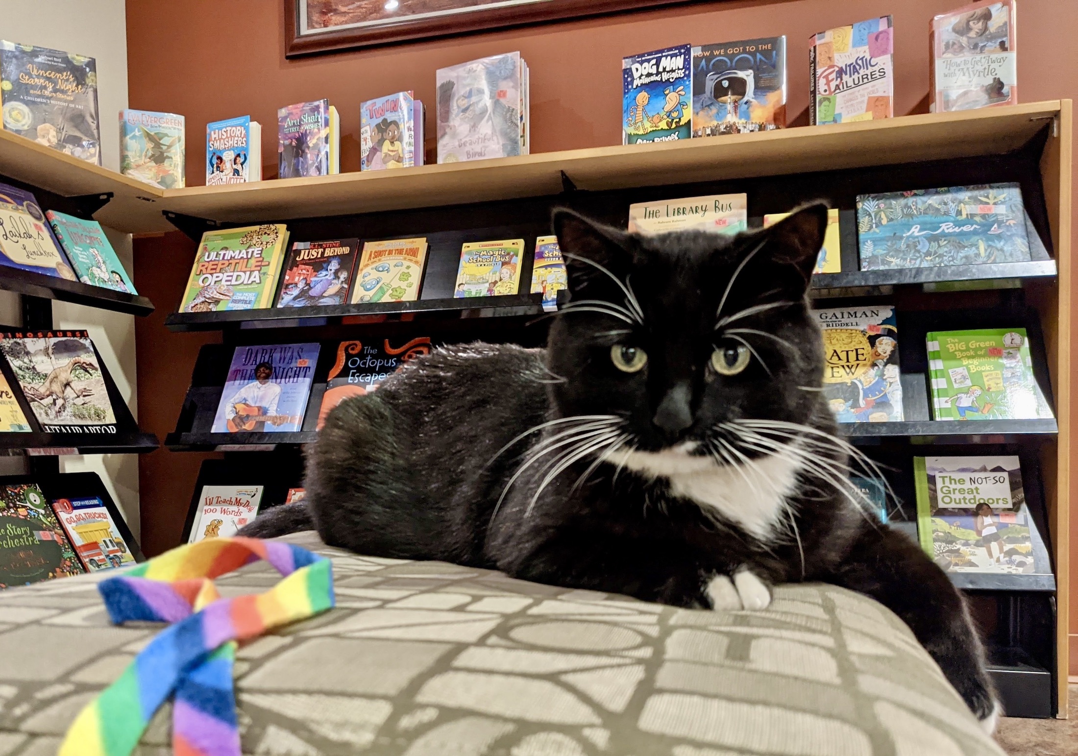 Cosmo is laying on a couch in the children's section of the library.