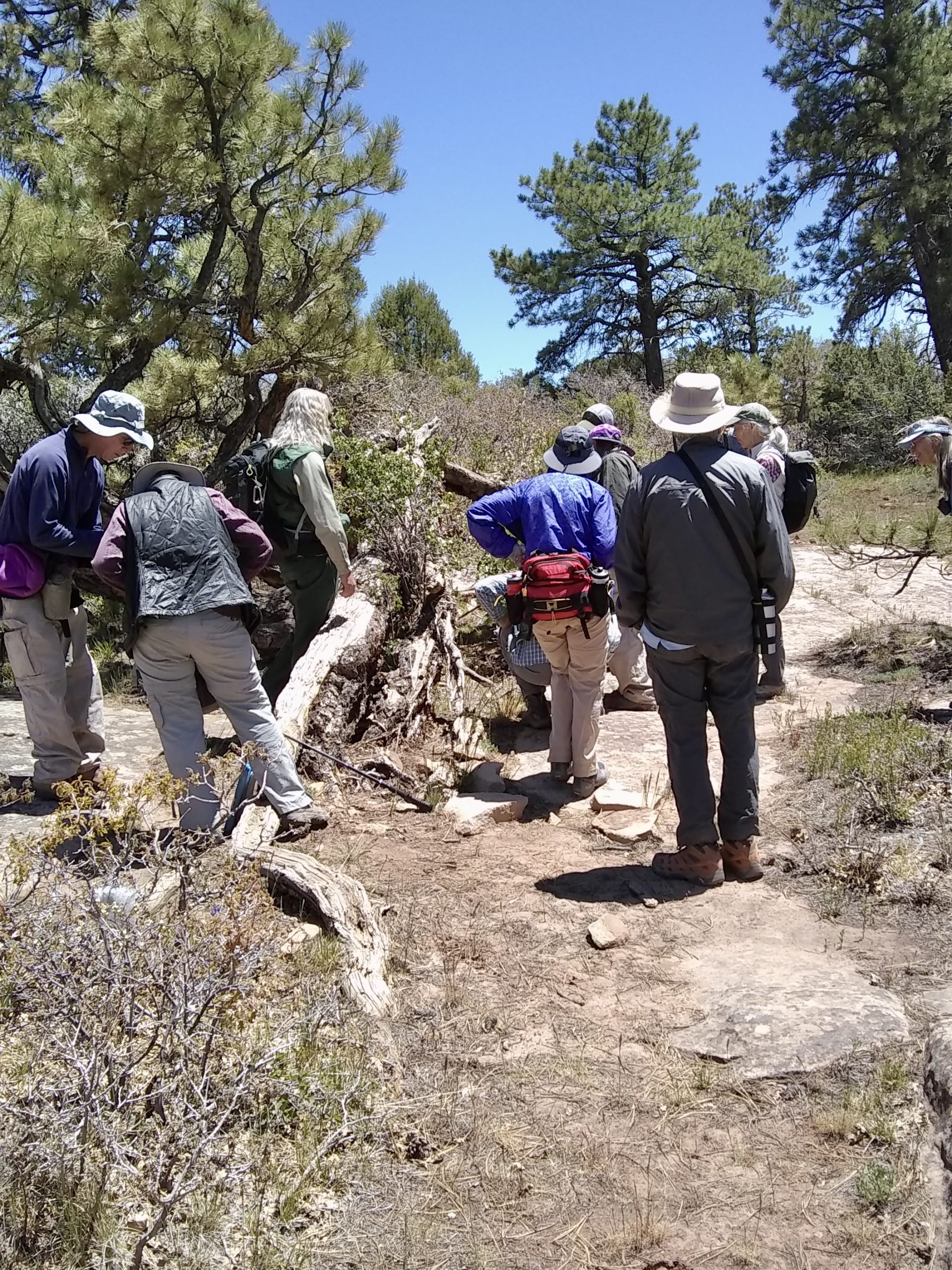 Members of the Native Plant Society on a hike: they are following a trail, but some members dip off trail to more closely inspect a plant. The plants near them are desert scrub and average-height pine trees.