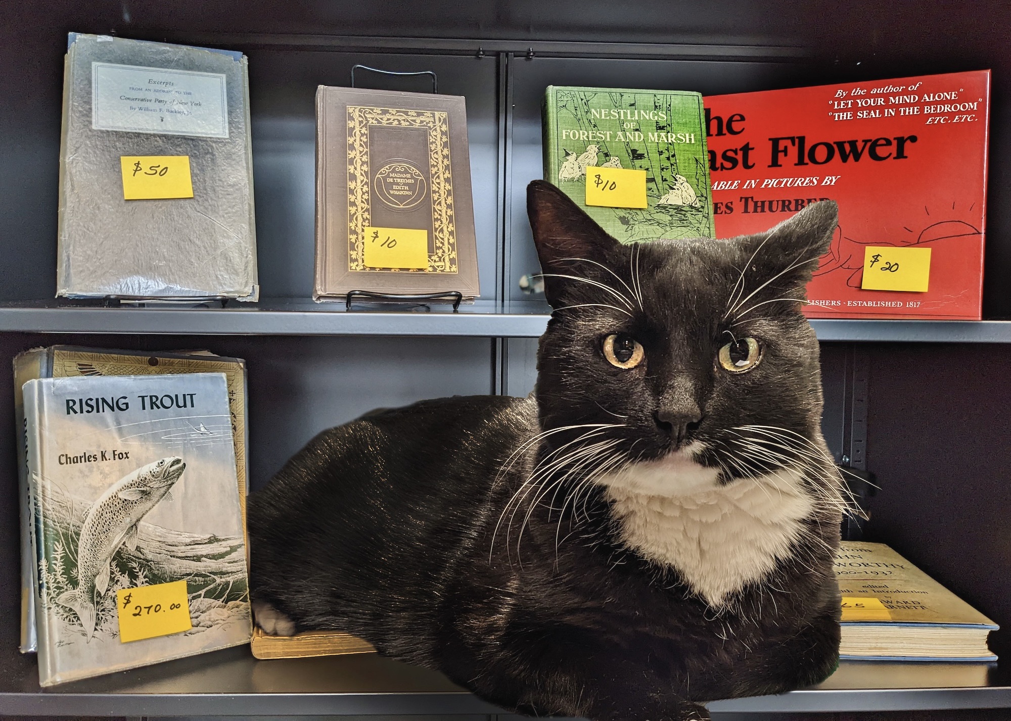 Cosmo the library cat, a handsome tuxedo, sits in the rare books shelf of the library.