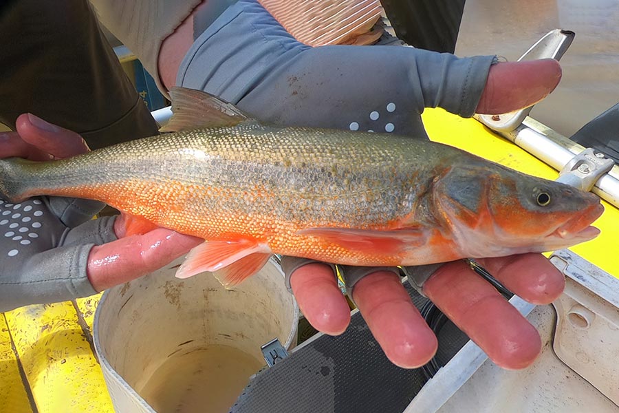 A roundtail chub held in someone's hand: the chub is just longer than this person's palm. It's a greenish fish with an orange underbelly.