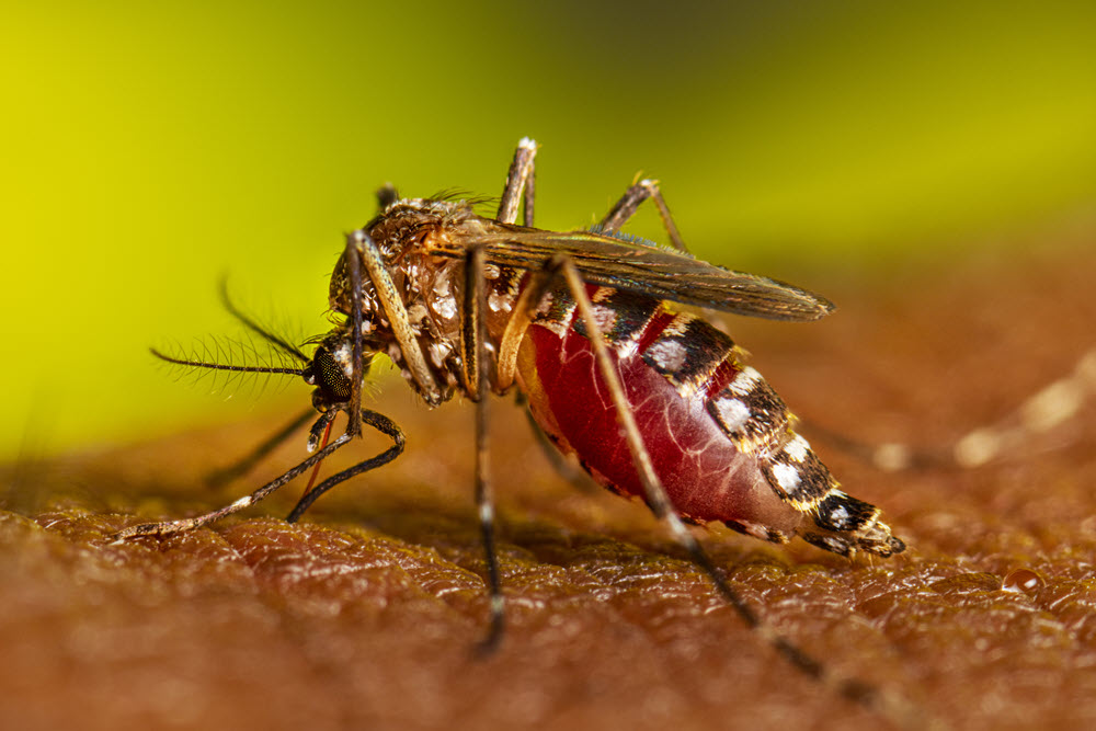 An aedes aegypti mosquito feeding.