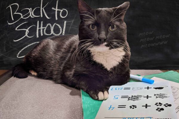 Cosmo is photoshopped onto a school desk. He's in front of a blackboard that says "back to school," and underneath his paws is a simple math test.