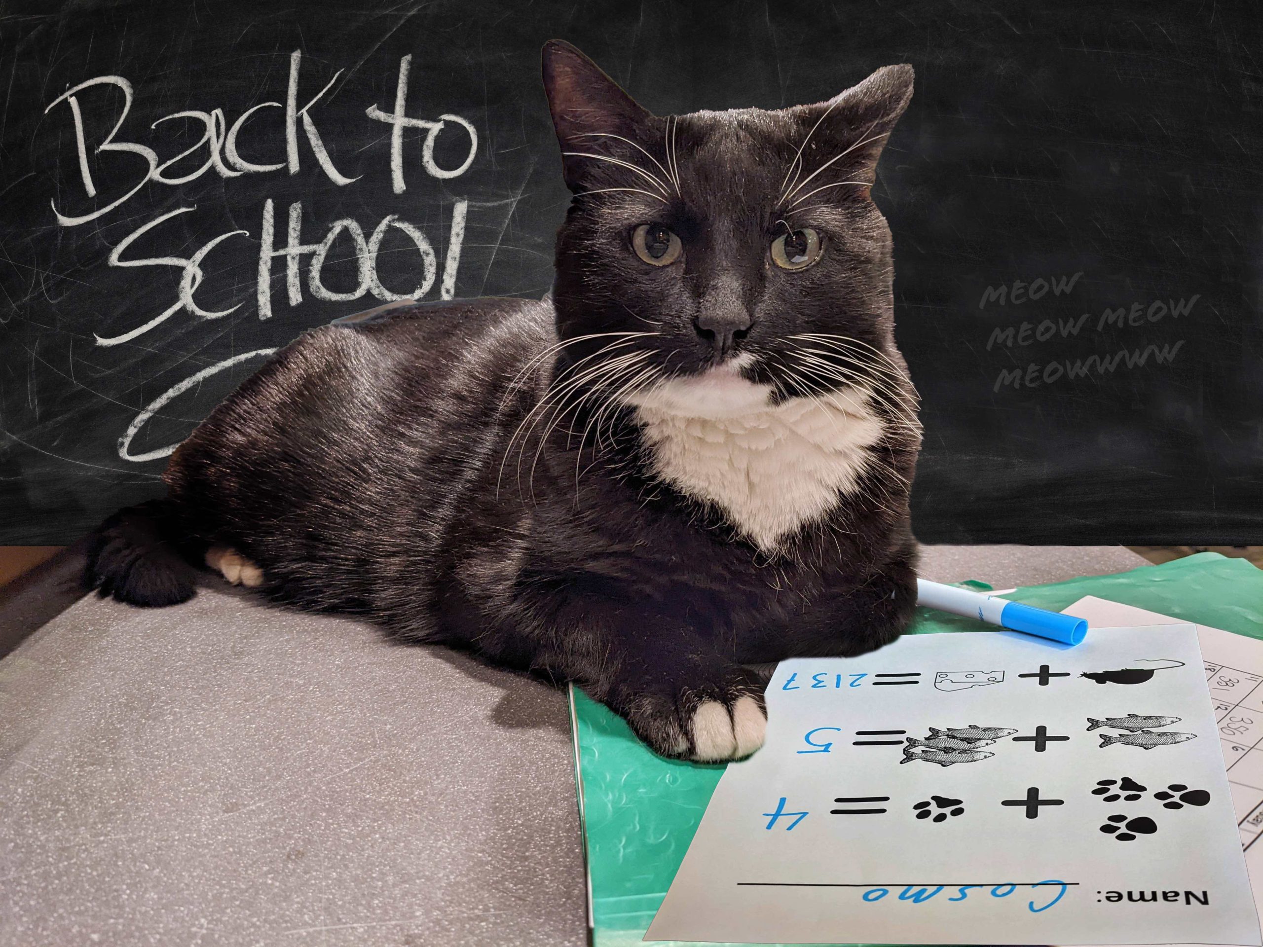 Cosmo is photoshopped onto a school desk. He's in front of a blackboard that says "back to school," and underneath his paws is a simple math test.