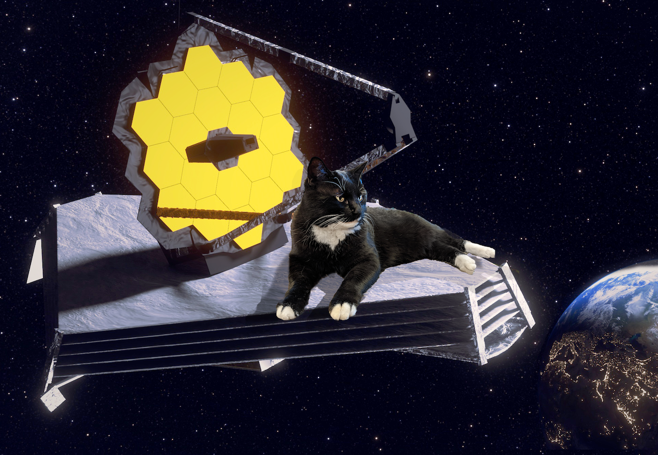 Cosmo the library cat is photoshopped onto a space satellite. He looks impressed!