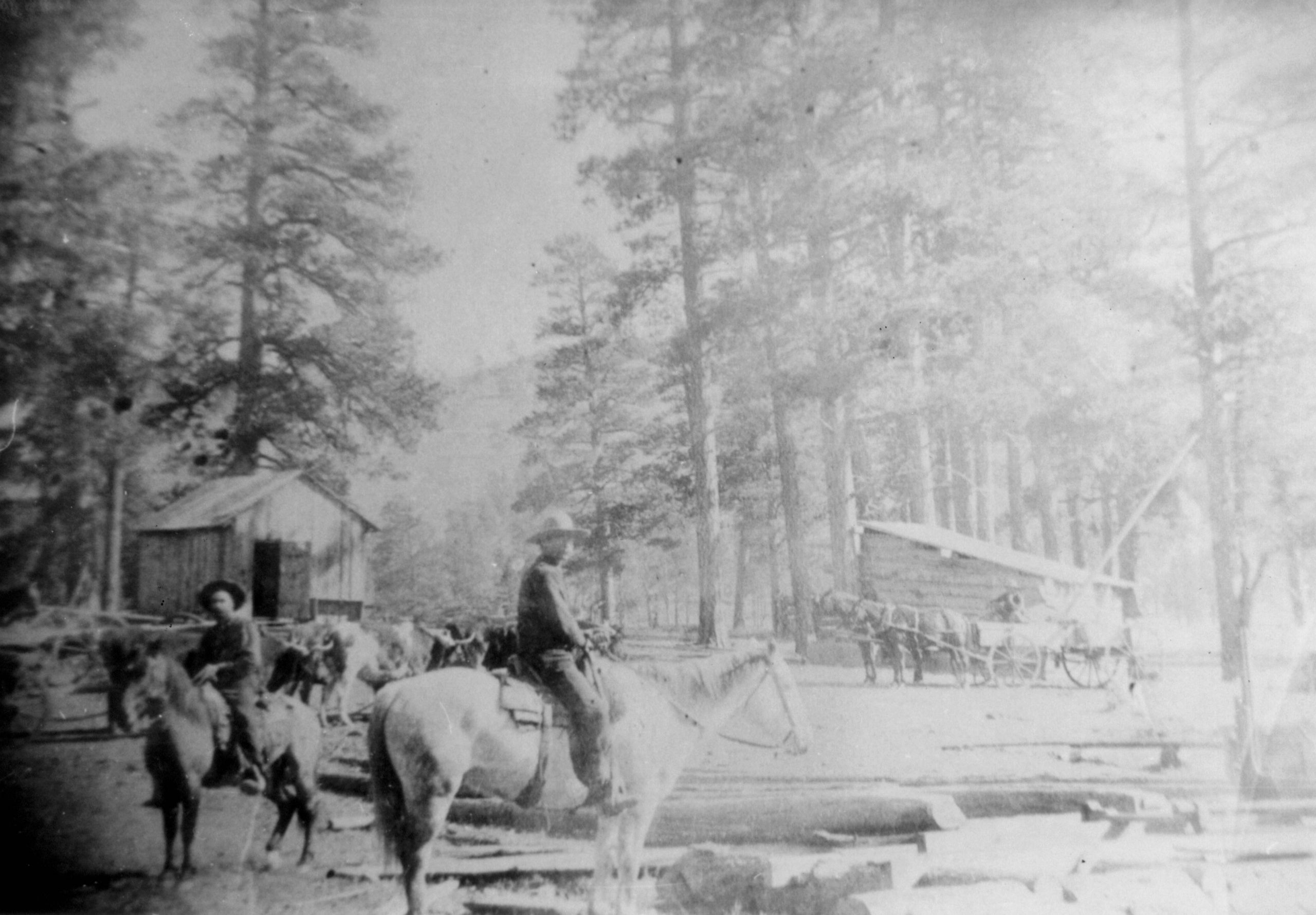 An old, slightly blurry black and white photograph showing Dan McCollum atop a horse in the midst of a dense pine forest.