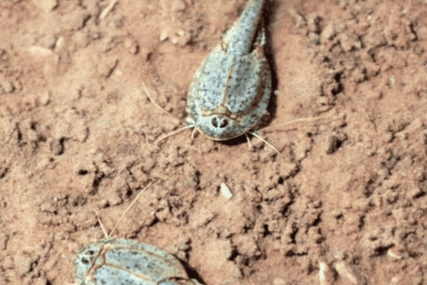Two tadpole shrimp in the bottom of a pothole: they're bright blue, and resemble very small horseshoe crabs.