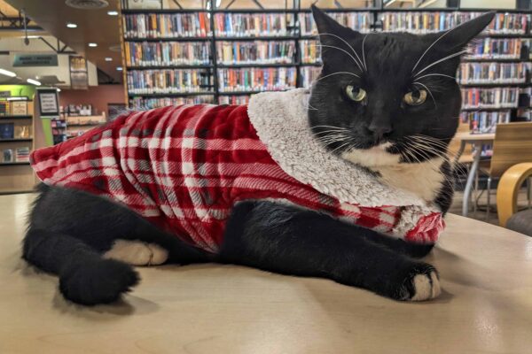 Cosmo is laying on a bookcase, with a sweater photoshopped onto him.