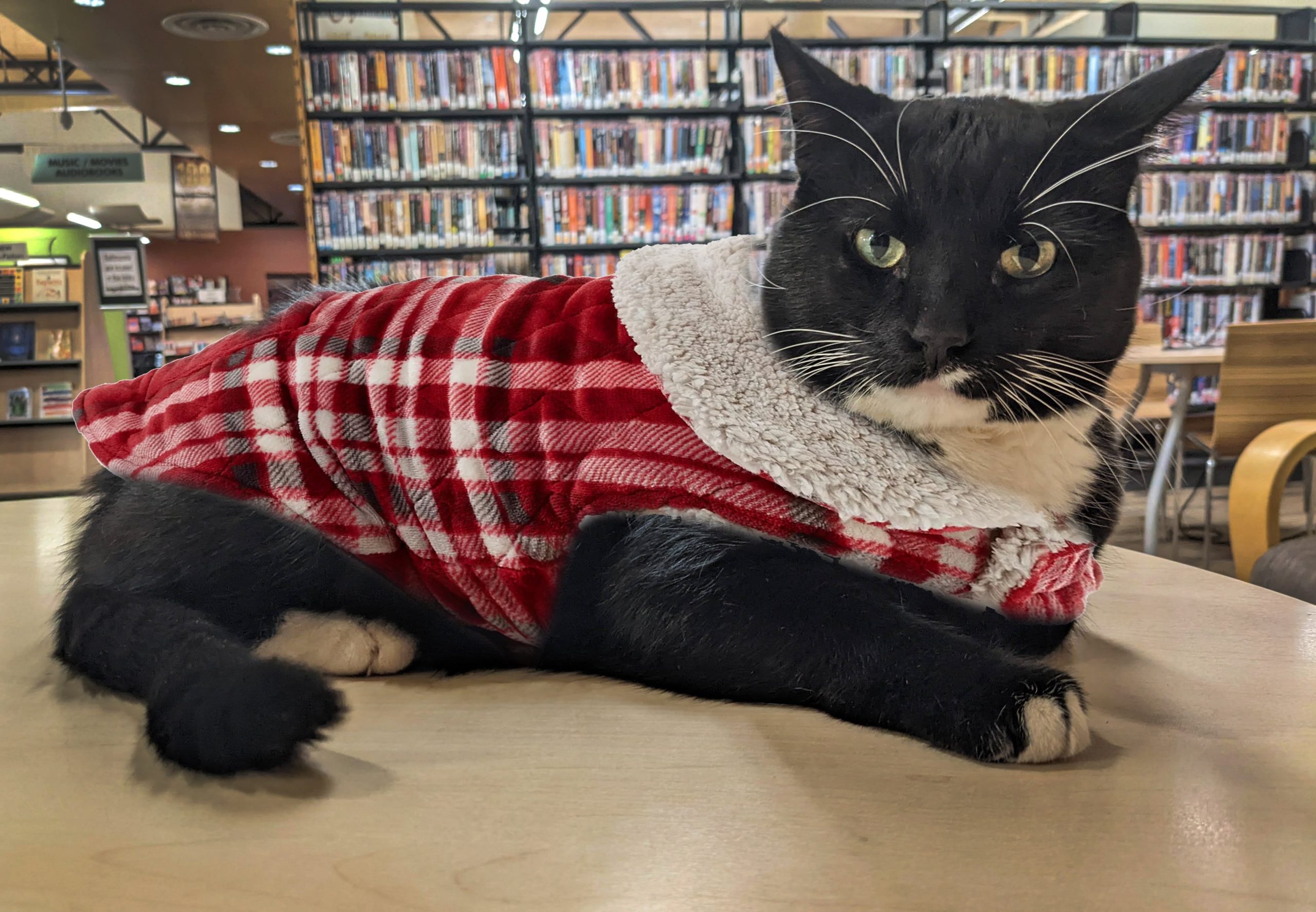 Cosmo is laying on a bookcase, with a sweater photoshopped onto him.