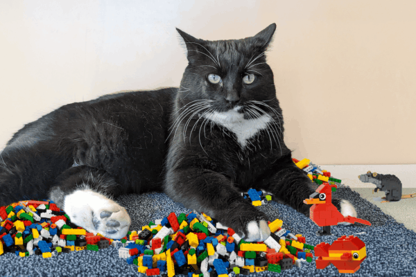Cosmo the cat is photoshopped into a pile of Legos: near him is a Lego bird, fish, and mouse.