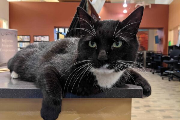 Cosmo, a handsome tuxedo cat, lays on a desk in the library.