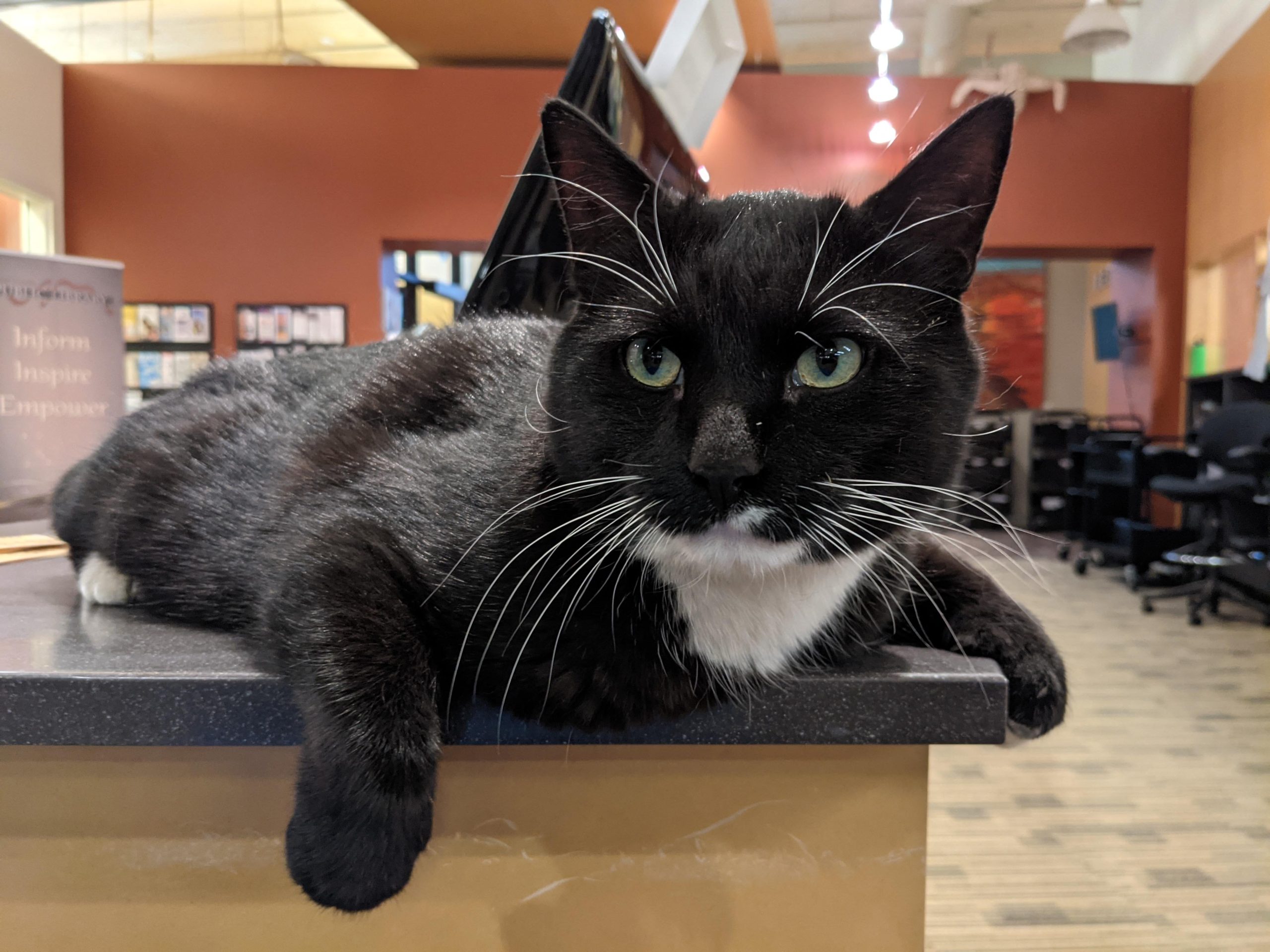 Cosmo, a handsome tuxedo cat, lays on a desk in the library.