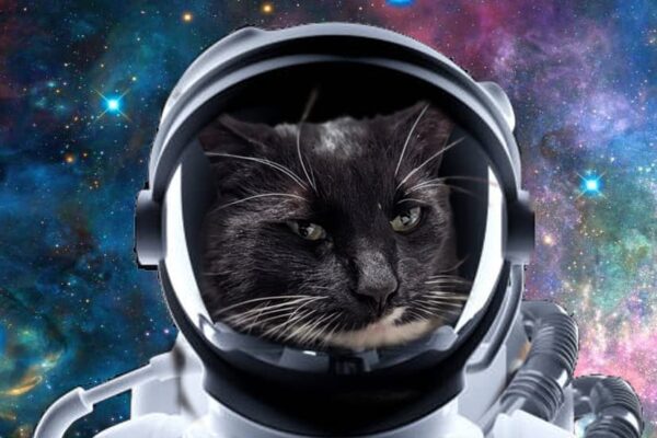 Cosmo is photoshopped into an astronaut costume.