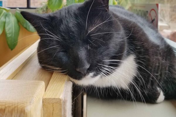 Cosmo sleeps on a shelf in the library.
