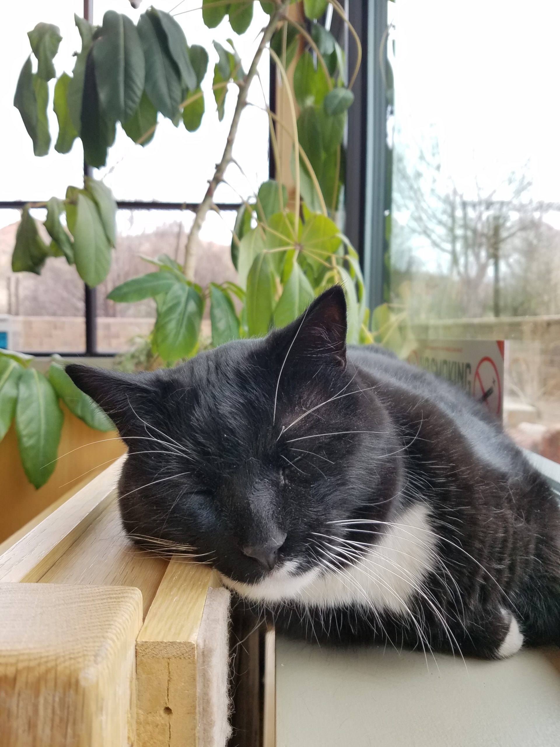 Cosmo sleeps on a shelf in the library.