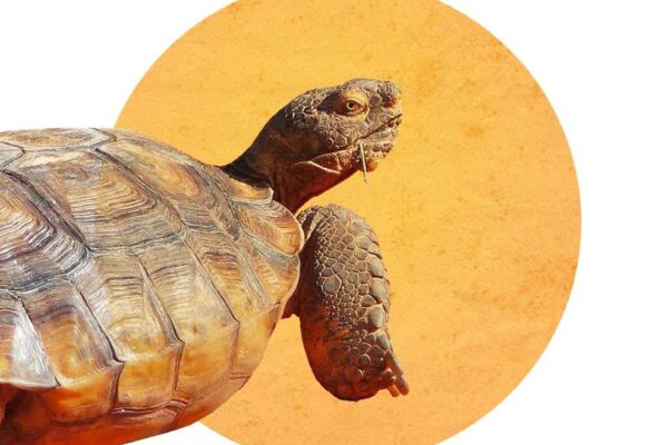 A desert tortoise with an orange circle behind its head, like a halo.
