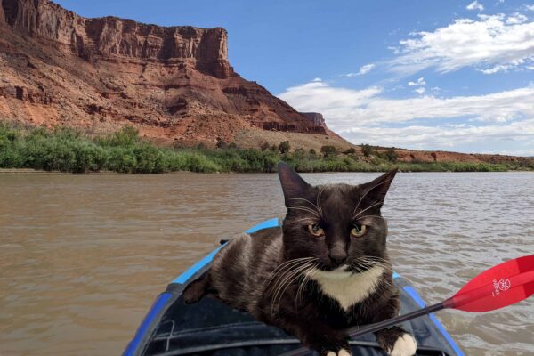 Cosmo is photoshopped onto a paddleboard on the Colorado River.