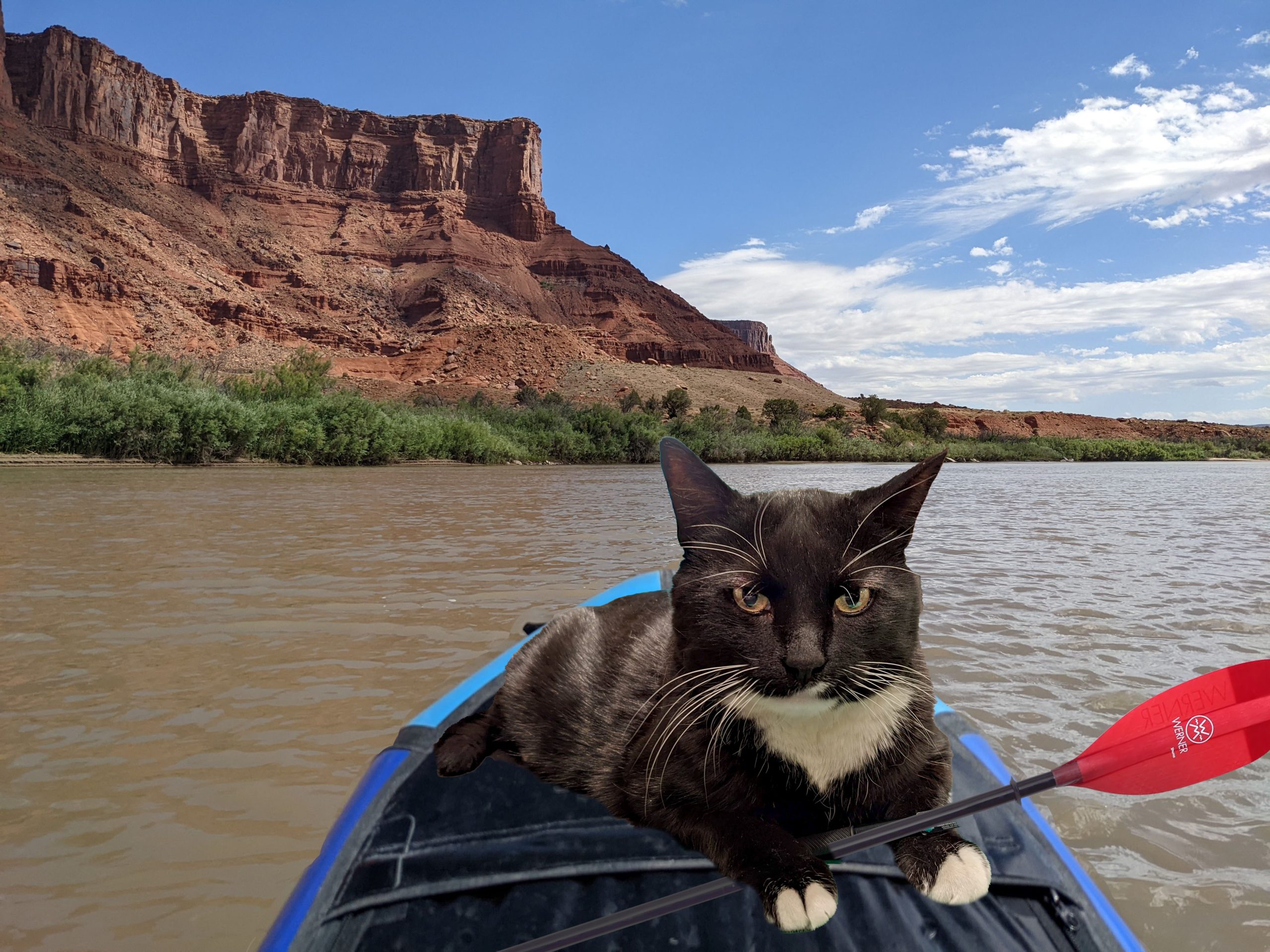 Cosmo is photoshopped onto a paddleboard on the Colorado River.