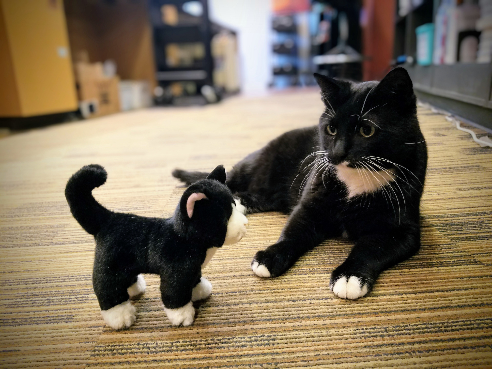 Cosmo is laying on the ground, staring at a small stuffed-animal cat that looks just like him.