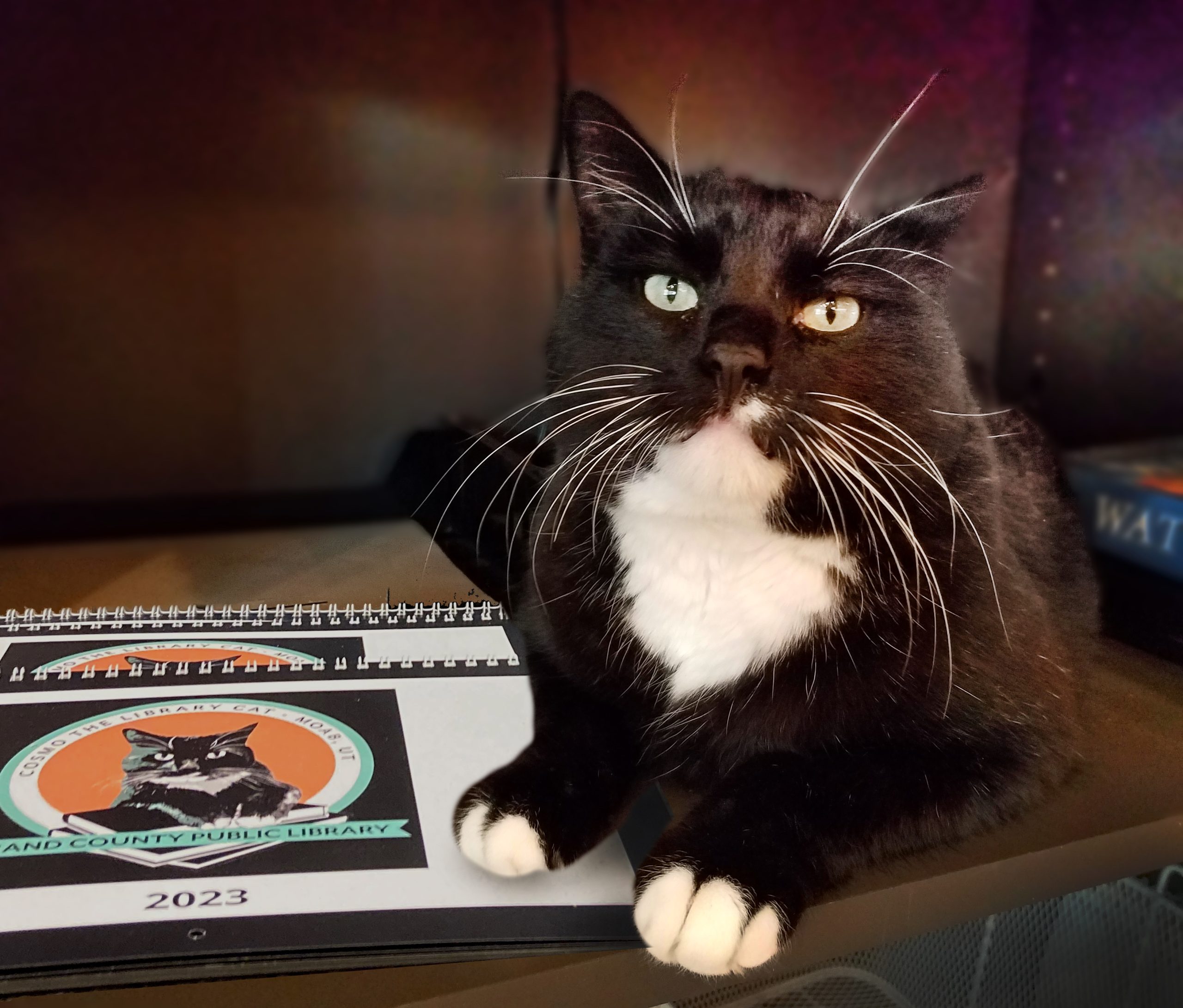 Cosmo pictured with one of his calendars. He looks proud of himself!