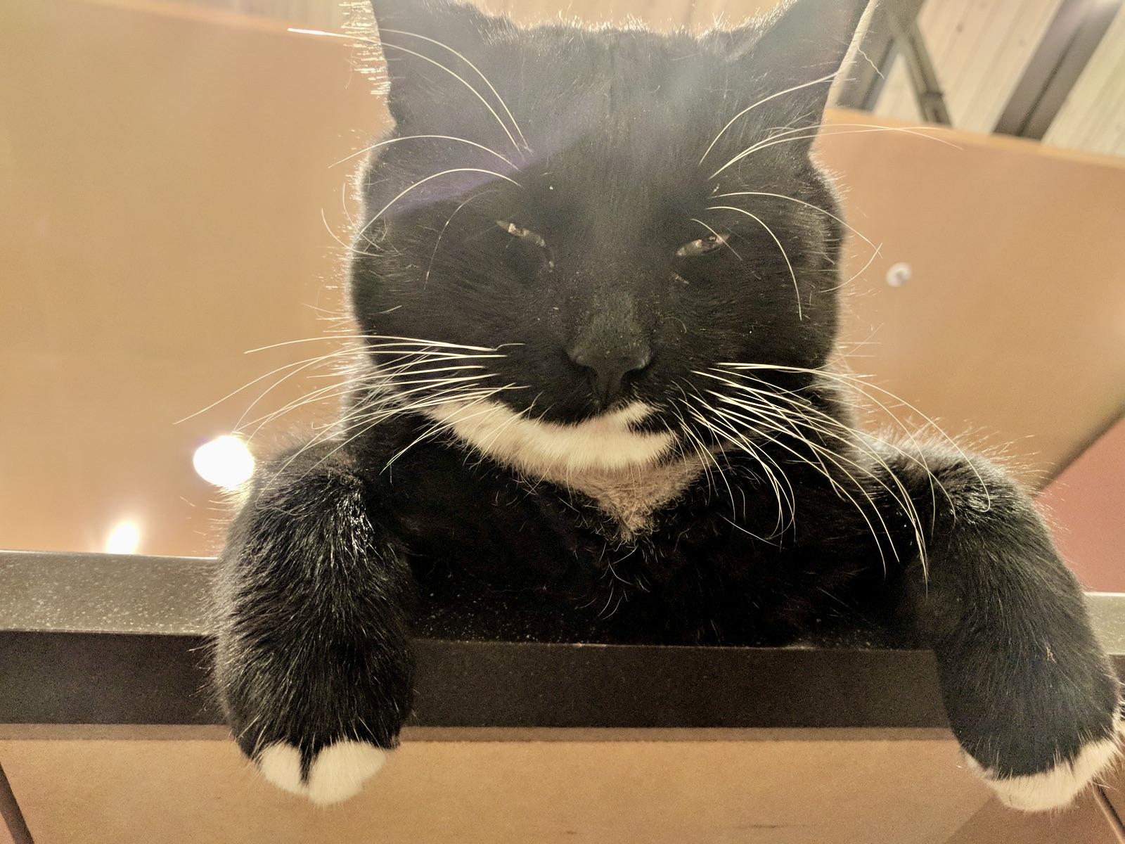 Cosmo is laying on a bookshelf above the photo taker; he looks sleepy and content.