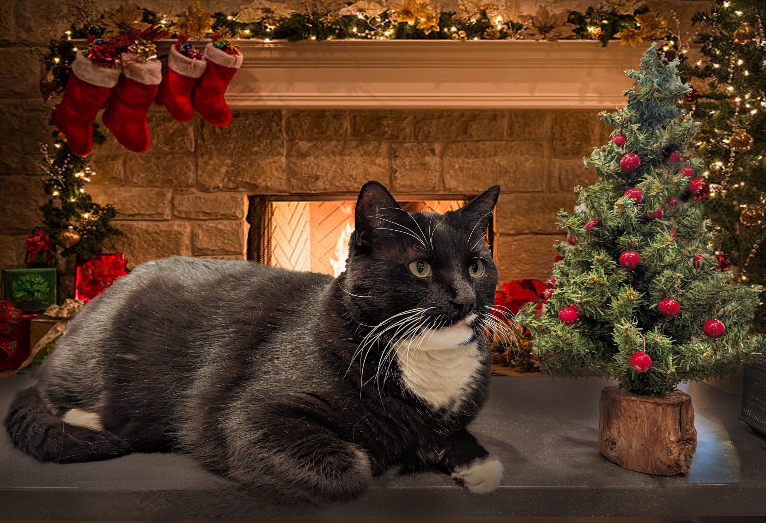 Cosmo photoshopped in front of a cozy fire with stockings and a Christmas tree.