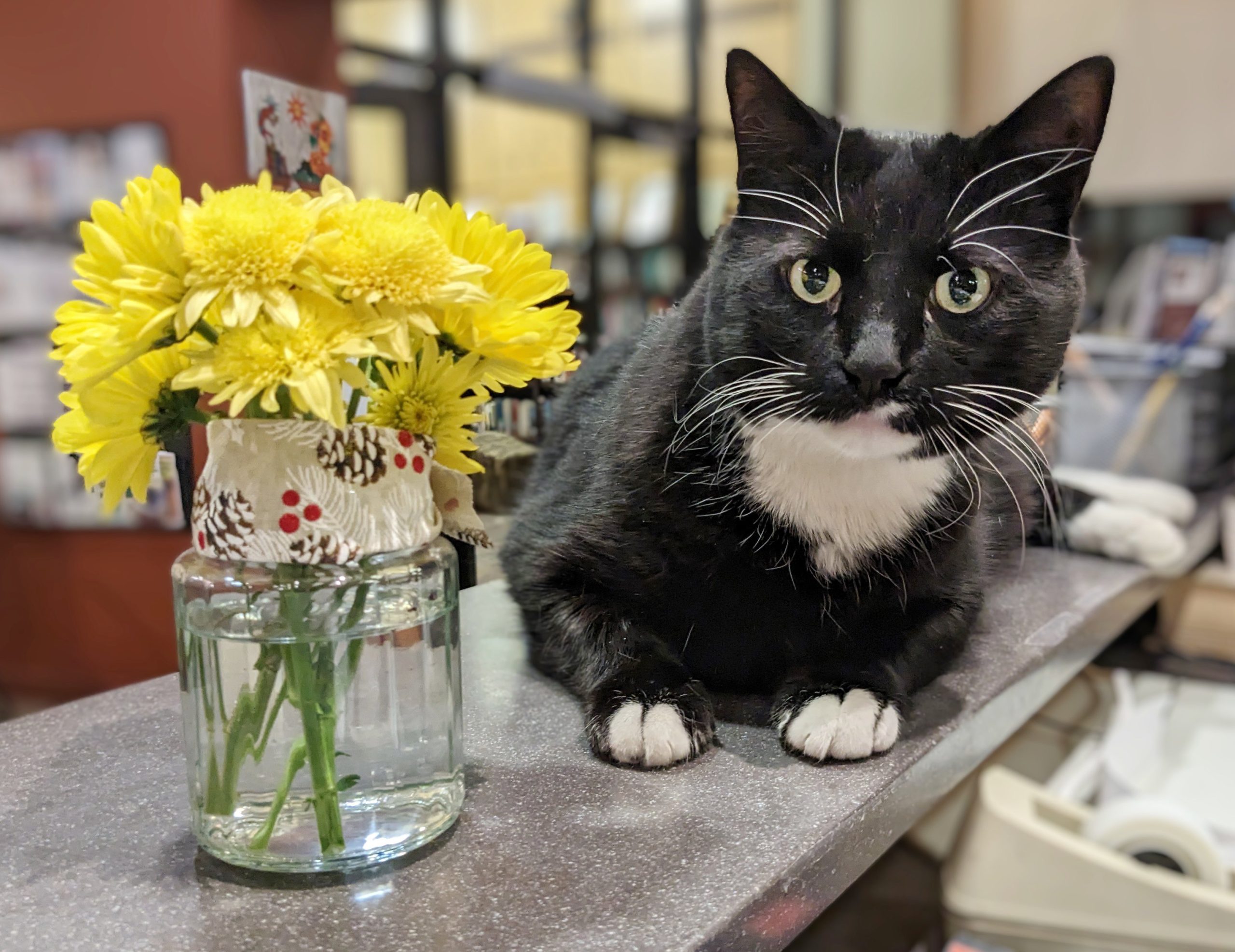 Cosmo sitting on a counter with a vase of flowers. He looks intrigued!