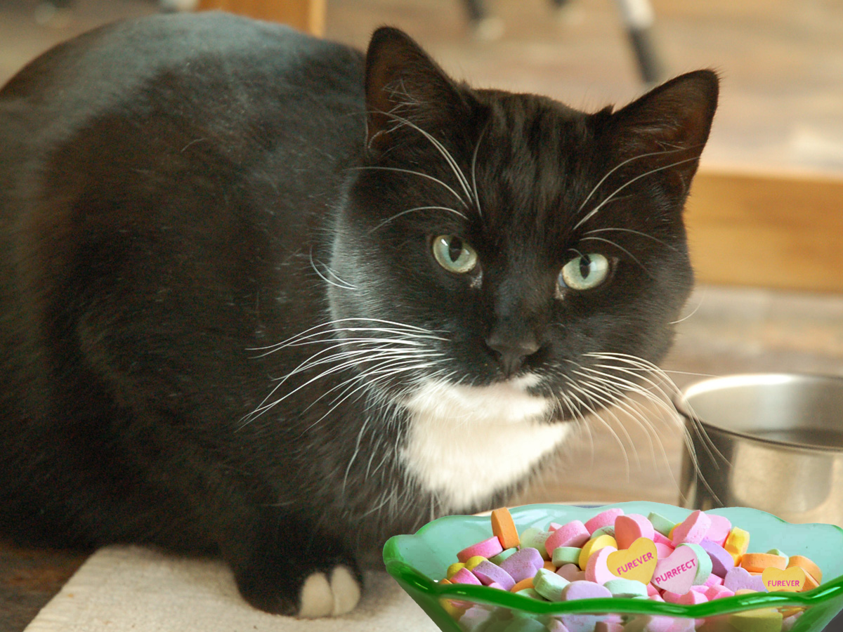 Cosmo sitting above a bowl of candy hearts: the hearts are photoshopped to say the phrases "furever" and "purrfect." It's extremely cute!