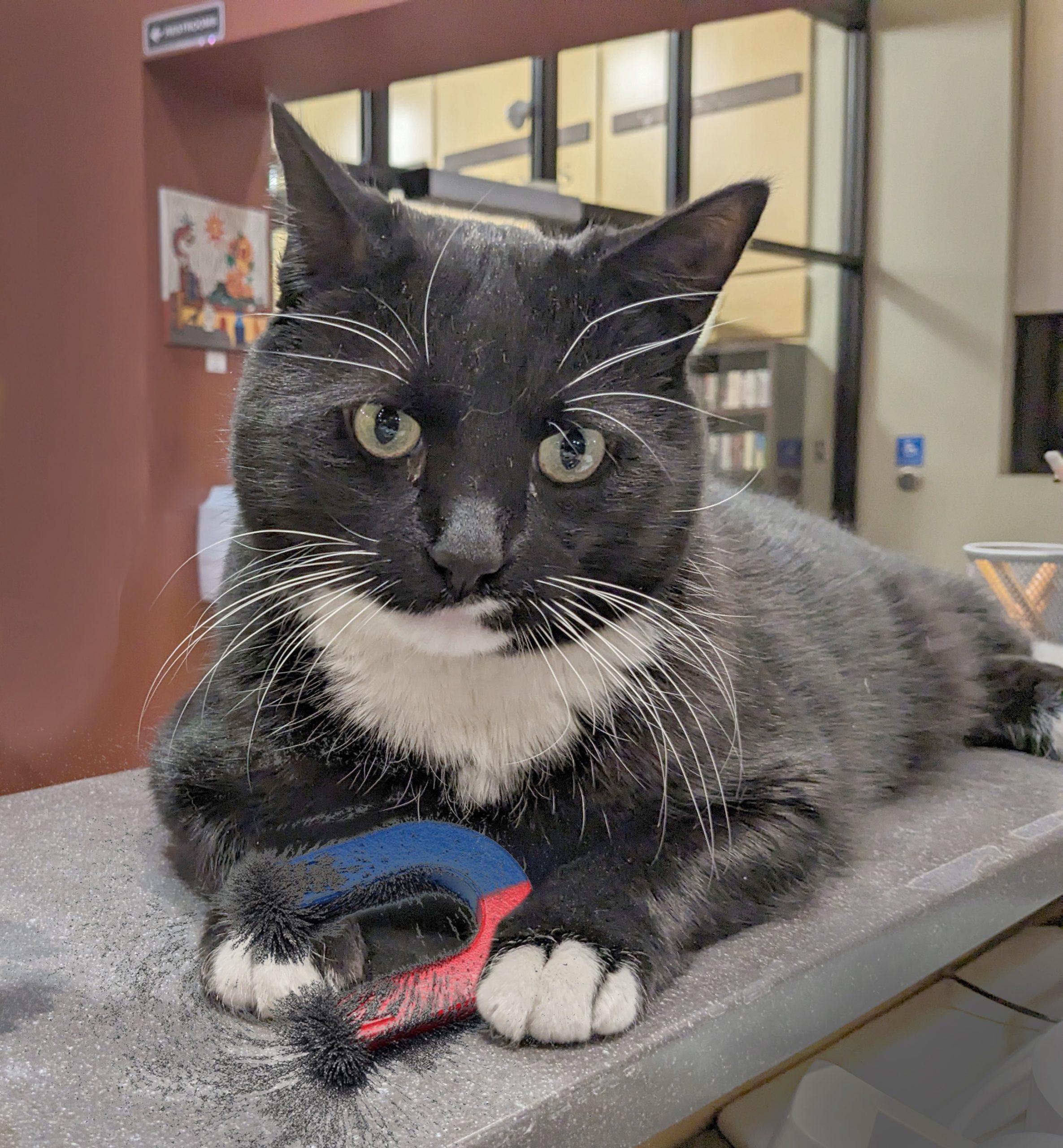 Cosmo is holding a magnet; he looks intrigued,