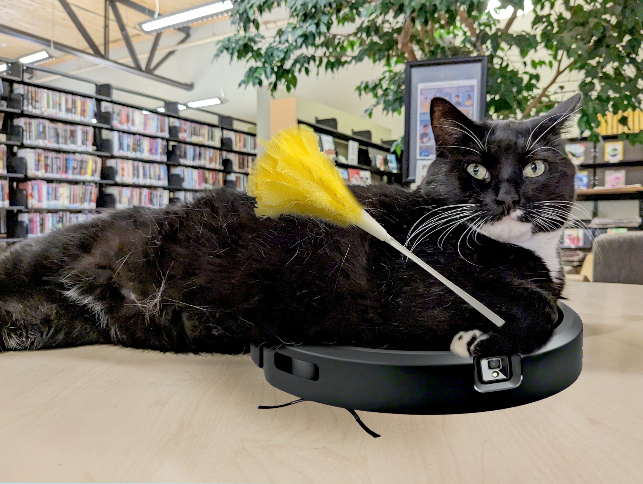 Cosmo is photoshopped to look like he's sitting on top of a roomba with a duster in his paw.