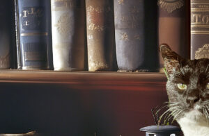 Tuxedo cat sits by vintage lantern on a bookshelf with old books, creating a mysterious, cozy atmosphere.