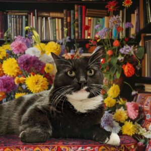 Tuxedo cat lounging in front of vibrant flowers and books on a shelf.