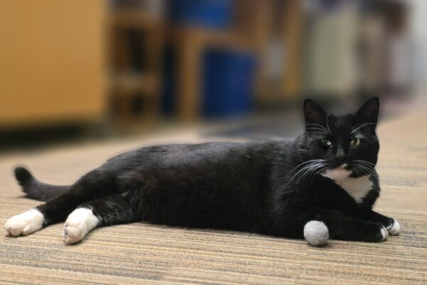 Black and white cat lounging on a carpet with a ball, indoors.