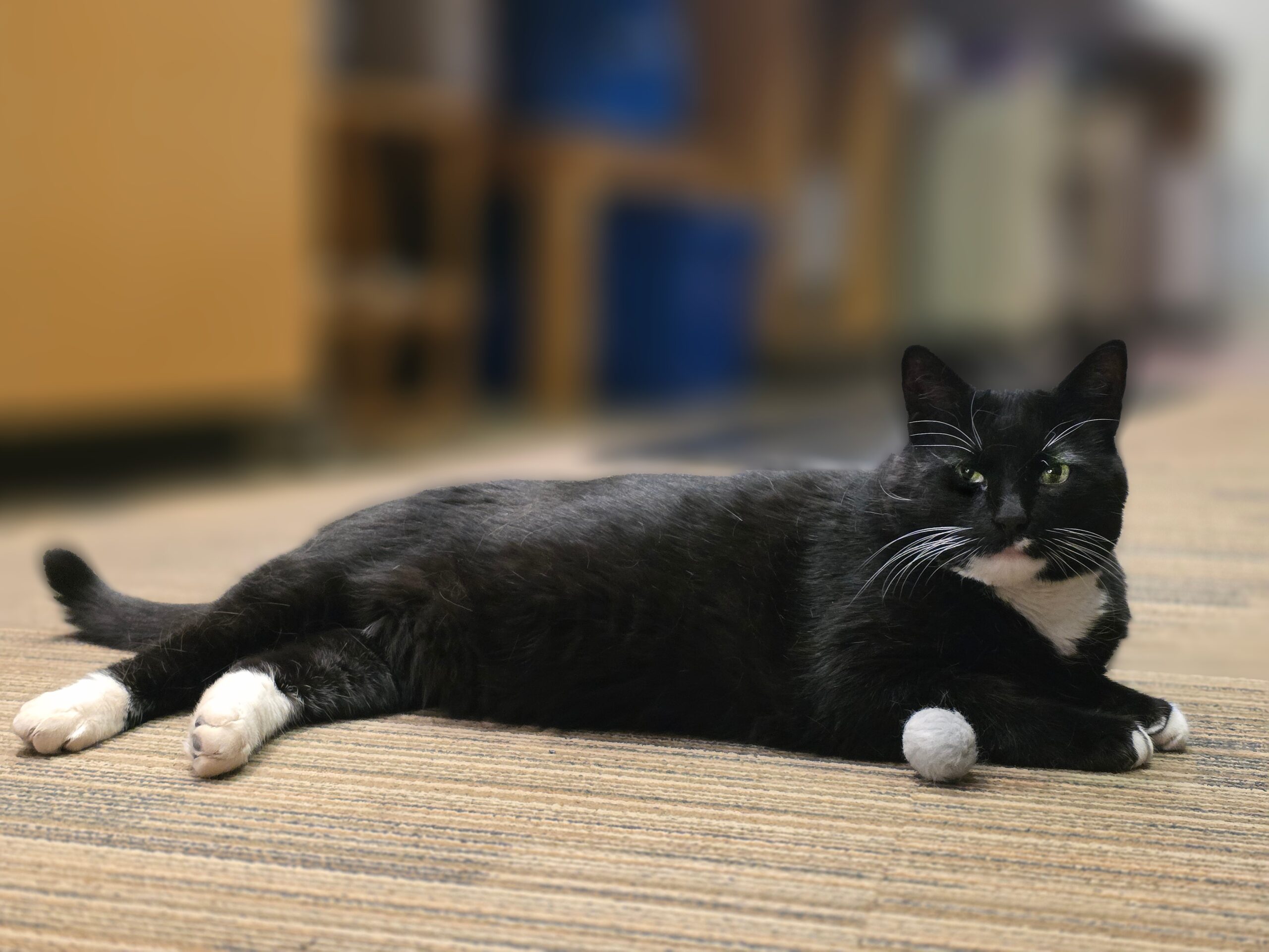 Black and white cat lounging on a carpet with a ball, indoors.