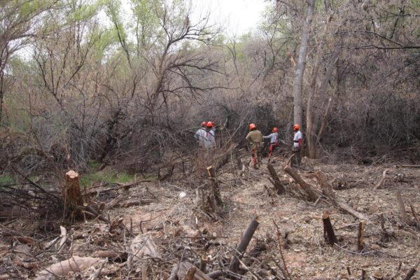 Workers in safety gear clear dry brush and trees in a forested area, focusing on fire prevention efforts.
