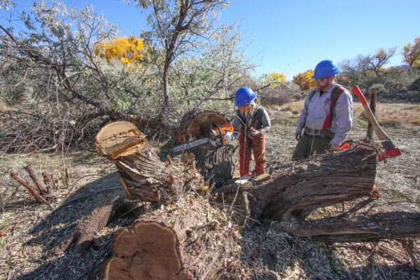 FireBREAK Workers in hard hats using chainsaws to cut a fallen tree in a forest on a sunny day.