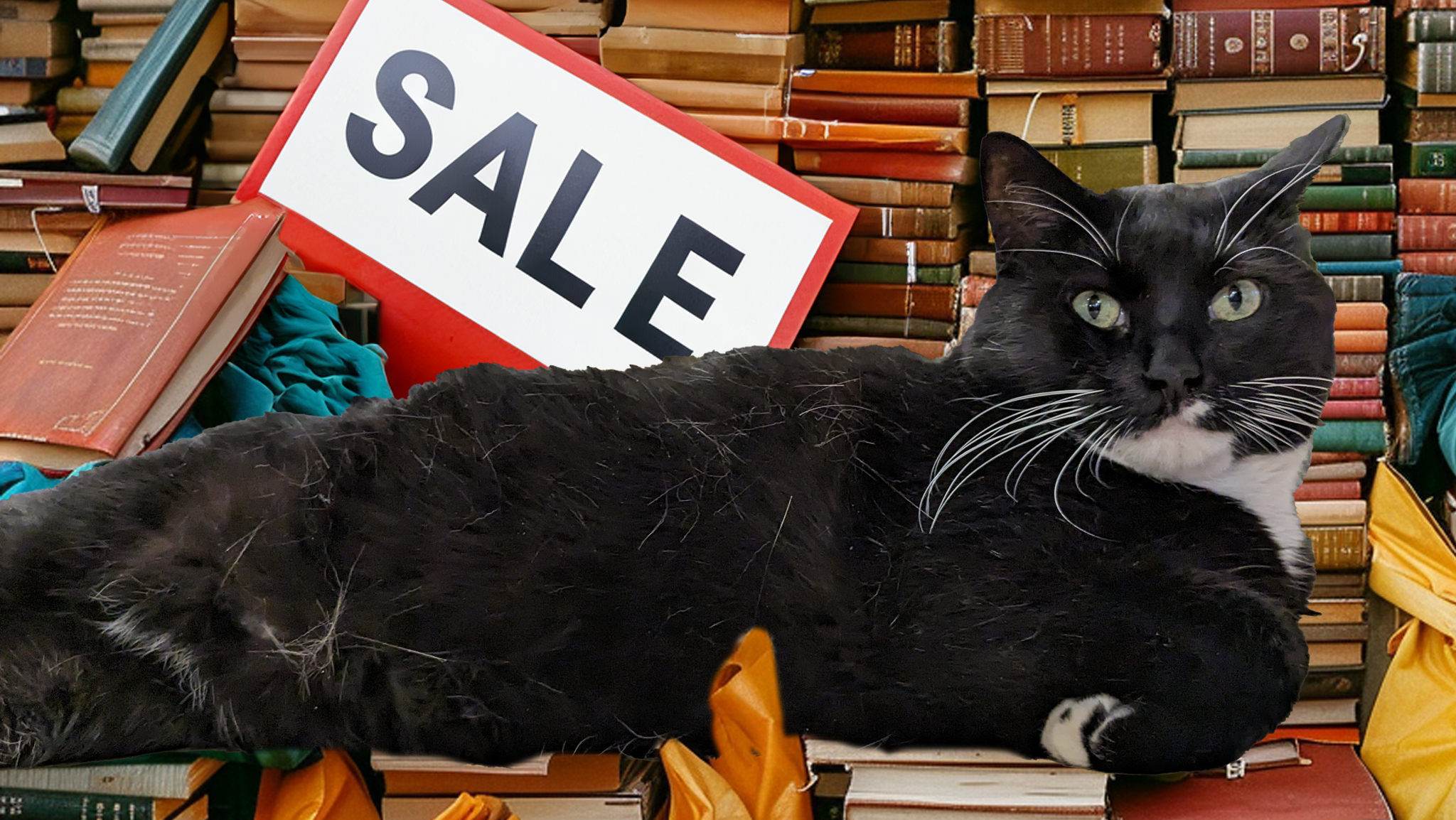 Black cat lounging on a stack of books beside a Sale sign in a secondhand bookstore.