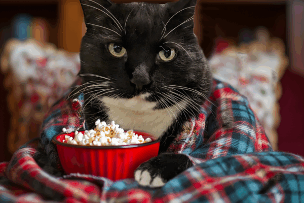 Cozy cat in plaid blanket with bowl of popcorn, setting a relaxing mood with warm lights in the background.
