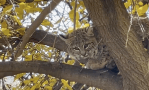 Bobcat camouflaged among yellow leaves in a tree.